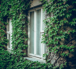 Ivy Wall Old House Facade