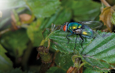 Some macro shots of a fly. Got more in different perspectives.