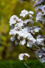 Prunus serrulata sakura cherry in blossom springtime