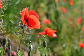 Fototapeta premium Klatschmohn