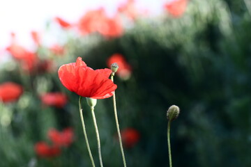 Obraz premium Klatschmohn