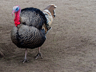 The turkey is a large bird in the genus Meleagris, which is native to the Americas.