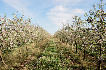 Fototapeta na wymiar blooming apple orchard, small trees, planted in a row