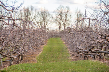 Twisted apple tree in an apple orchard in the winter