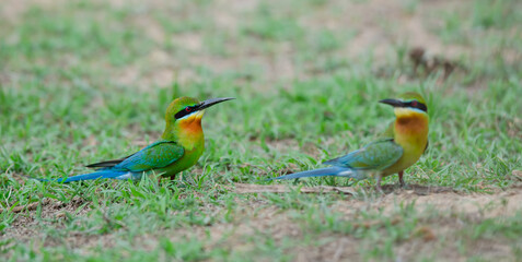 Bird with beautiful colors Merops philippinus (Blue-tailed bee-eater)