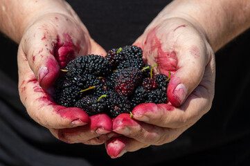 Fresh mulberries on the farmers' hands