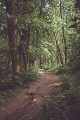 wild path in forest