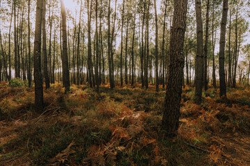 Fototapeta premium Forêt Pin Plantation Paysage Nature