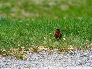 The common chaffinch (Fringilla coelebs), usually known simply as the chaffinch, peaking out of the grass and looking towards the camera.