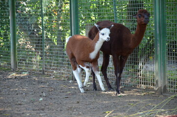 Llama lama in the Frankfurt zoo outdoors