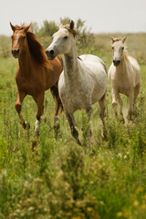 Obraz na płótnie Canvas Wild horses running in field
