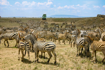 Fototapeta na wymiar Herd of Zebras in Tanzania at Ngorongoro Crater with Jeep and tourists in distance