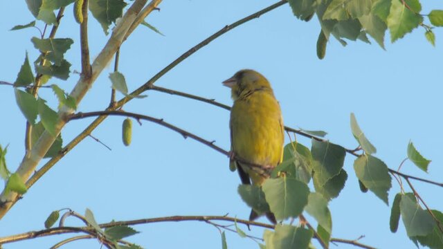 siskin close up sit on brunch