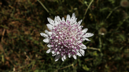 macro of a white and purple flower