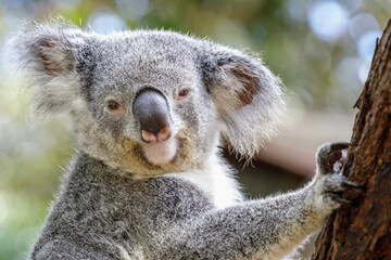 Koala bear in Australia animal preserve