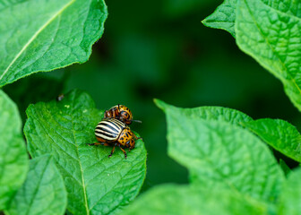 Colorado potato beetles mating on the leaves of green potatoes.