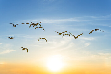 birds flying on a sunset background