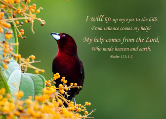 Inspirational, encouraging and uplifting Bible Verses printed on beautiful bird photography.