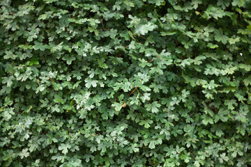 Fototapeta na wymiar Wall covered with greenery