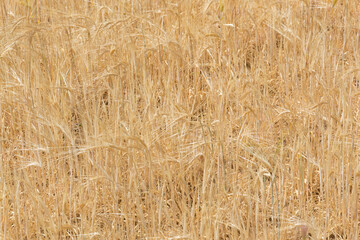 close up photography of a wheat field