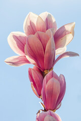 fiori di magnolia ripresi in controluce