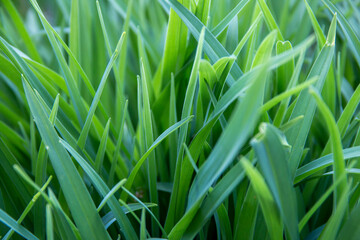 Closeup of green grass in a field
