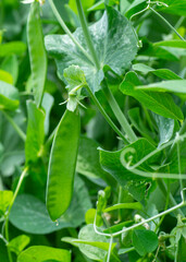 A plant of green peas in the garden. Close-up.(Pisum sativum).Green pea pods on a pea plants in a garden.