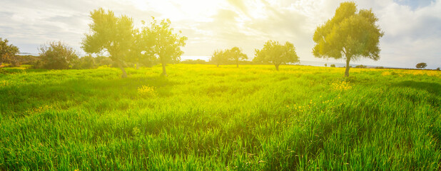 green rural field in a light of sparkle sun