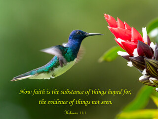 Inspirational, encouraging and uplifting Bible Verses printed on beautiful bird photography.