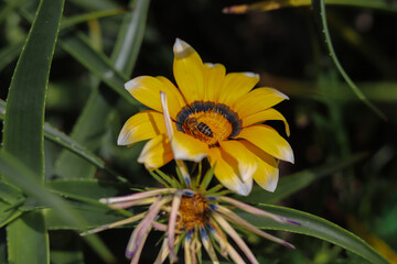 Wonderful pollination of a bee in a garden with yellow flowers and green background