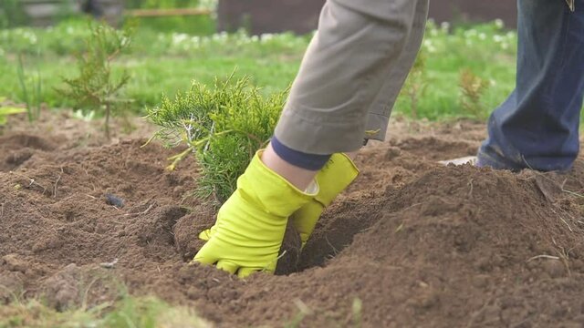 Gardener woman in yellow gloves planting juniper in garden