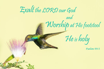 Inspirational, encouraging and uplifting Bible Verses printed on beautiful bird photography.