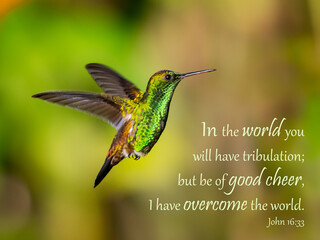 Inspirational, encouraging and uplifting Bible Verses printed on beautiful bird photography.