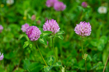 Wild red clover flower isolated (Trifolium pratense),with green background.
