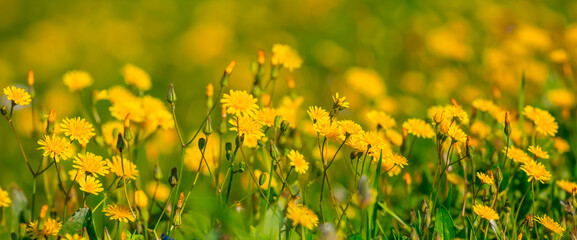 closeup yellow flowers in a prairie, natural background