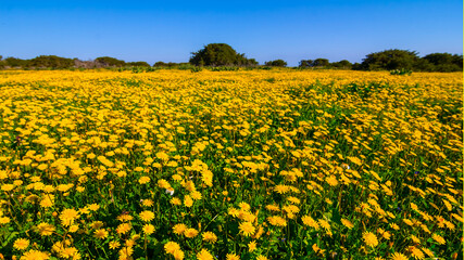 field covered by yellow flowers, summer outdoor scene