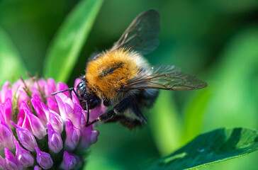 Macro shot of a bee pollinating a flower on a green background in soft focus
