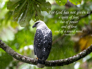 Inspirational, encouraging and uplifting Bible Verses printed on beautiful bird photography.