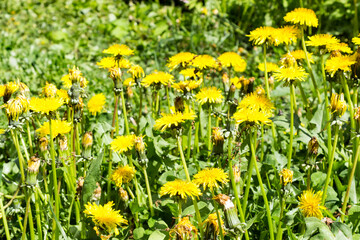 Yellow dandelions. Bright flowers dandelions on background of green summer meadow. summer weed control and harmful plants in the garden