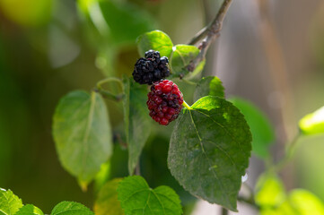 Fresh mulberry fruit at the garden