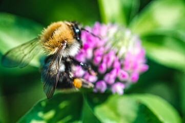 Bee pollinating a flower in soft focus