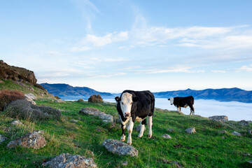the cow is grazing at the top of the Bank Peninsula, Canterbury, New Zealand.