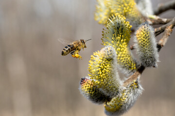 A honey bee pollinating a flower - close up view