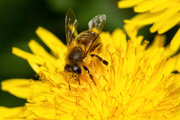 A honey bee pollinating a flower - close up view
