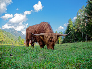 Highland cattle (known as Hairy coo or Bò Ghàidhealach in Scottish Gaelic. Also known as Heilan coo) are a Scottish cattle breed. Their meat is lower in cholesterol than other kind of beef. - obrazy, fototapety, plakaty