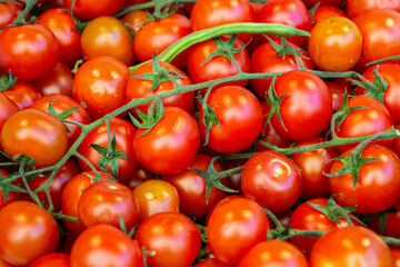 manojo de tomates rojos en rama ingrediente perfecto para ensaladas de verano