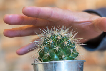 Human hand touching a prickly succulent plant. Danger or self-harm concept. Focus on foreground