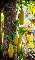 jackfruit