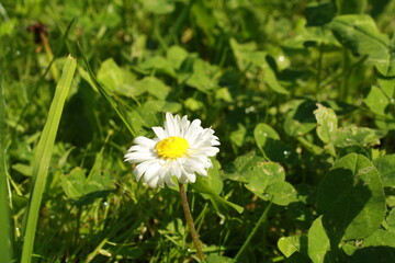 Цветок. Роса. После дождя. Дача. Природа.