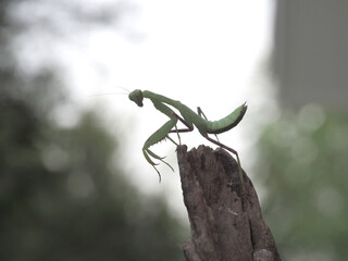 Macro of Praying mantis.Closeup.Blur background.
